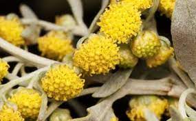 گیاه دارویی افسنطین